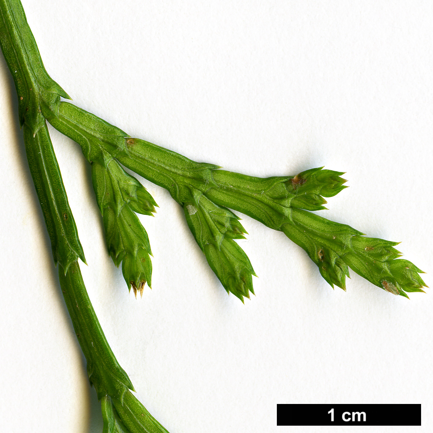 High resolution image: Family: Cupressaceae - Genus: Calocedrus - Taxon: formosana